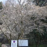 大津日吉神社_ギャラリー2