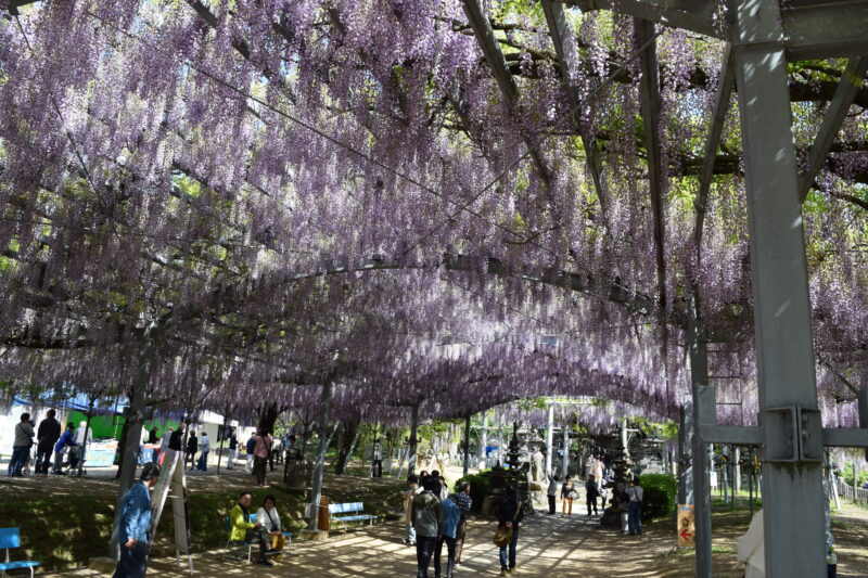 山田日吉神社_藤の花4