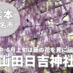 【山田日吉神社】熊本県玉名市の満開な藤の花を紹介！