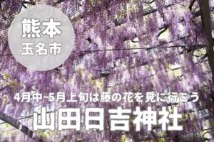 【山田日吉神社】熊本県玉名市の満開な藤の花を紹介！