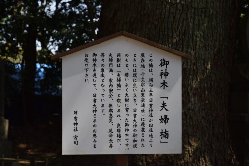 大津日吉神社_御神樹「夫婦楠」2