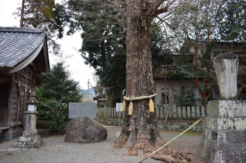 綱田神社_御神木