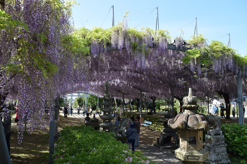山田日吉神社_藤の花9