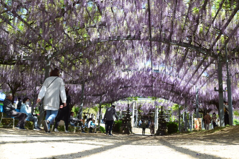 山田日吉神社_藤の花1