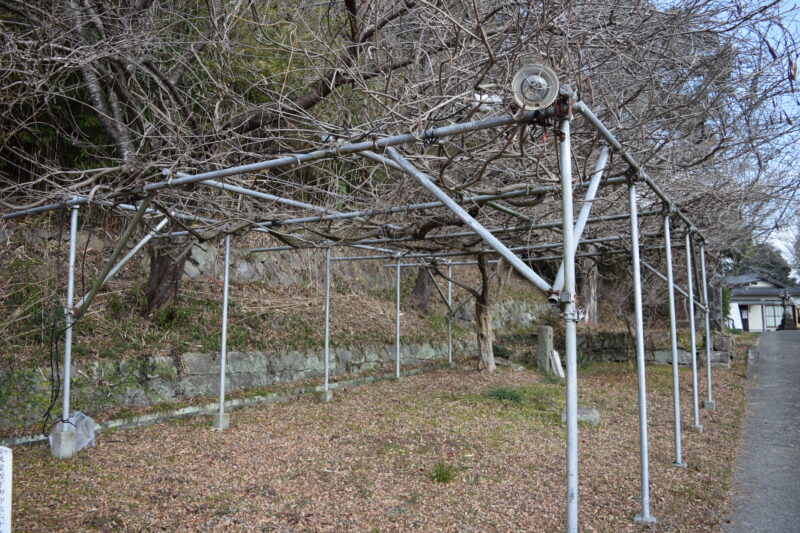 波多神社_藤の花
