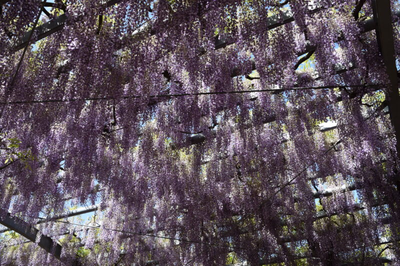 山田日吉神社_藤の花3