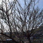 波多神社_ギャラリー6