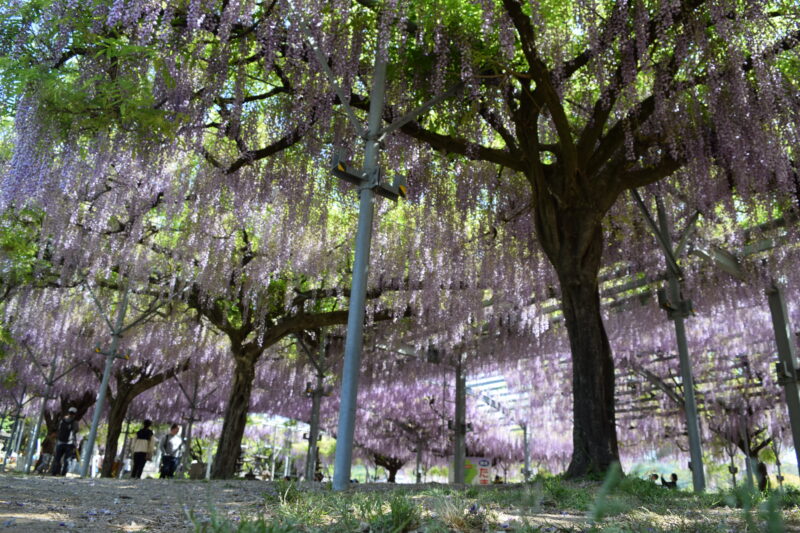 山田日吉神社_藤の花6