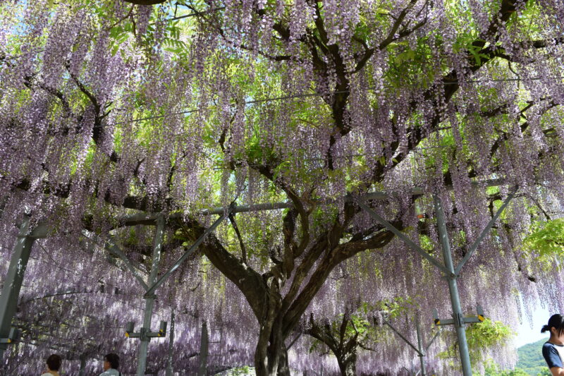 山田日吉神社_藤の花5