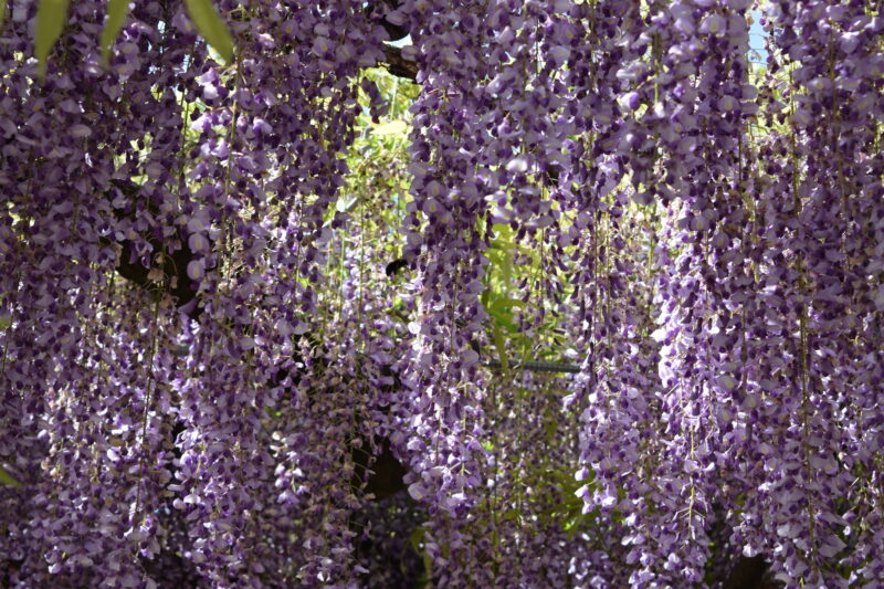 山田日吉神社_藤の花8