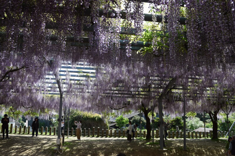 山田日吉神社_藤の花7