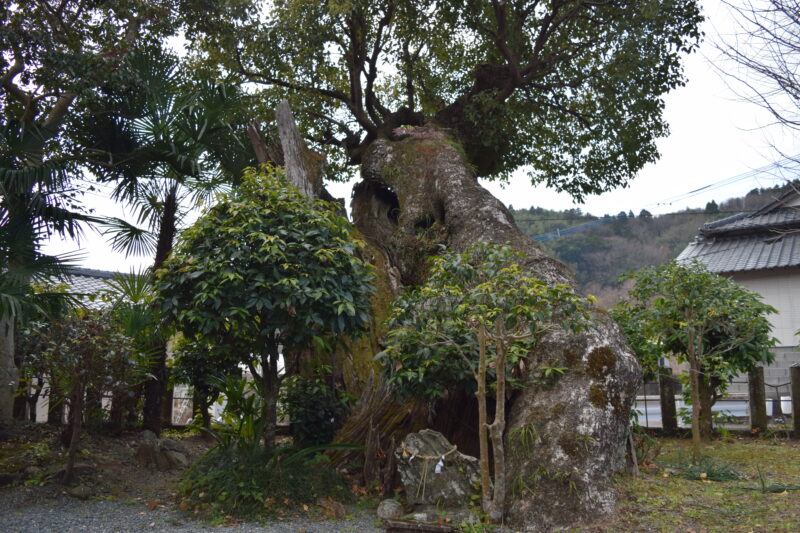 大見神社_御神木