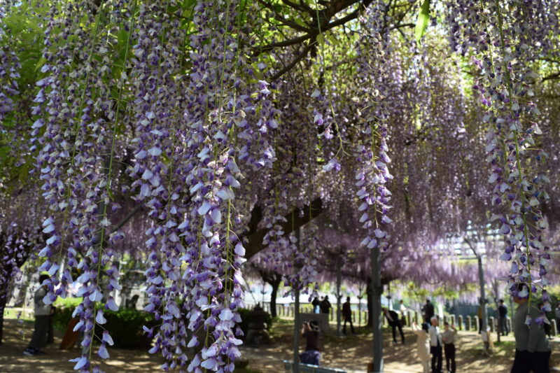 山田日吉神社_藤の花10