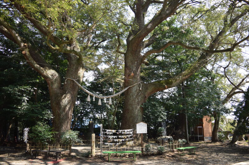 大津日吉神社_御神樹「夫婦楠」1
