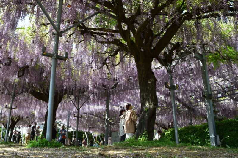山田日吉神社_藤の花11