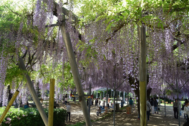 山田日吉神社_藤の花12