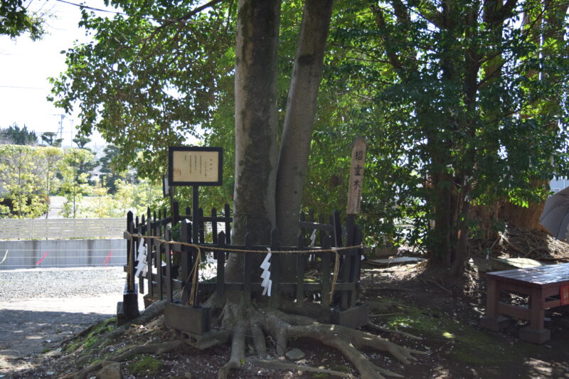 木山神宮_招霊木1