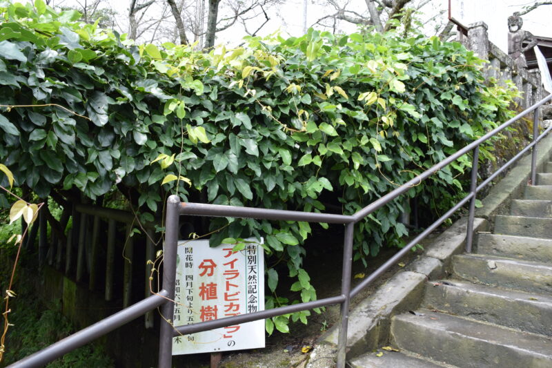 相良寺_アイラトビカズラ