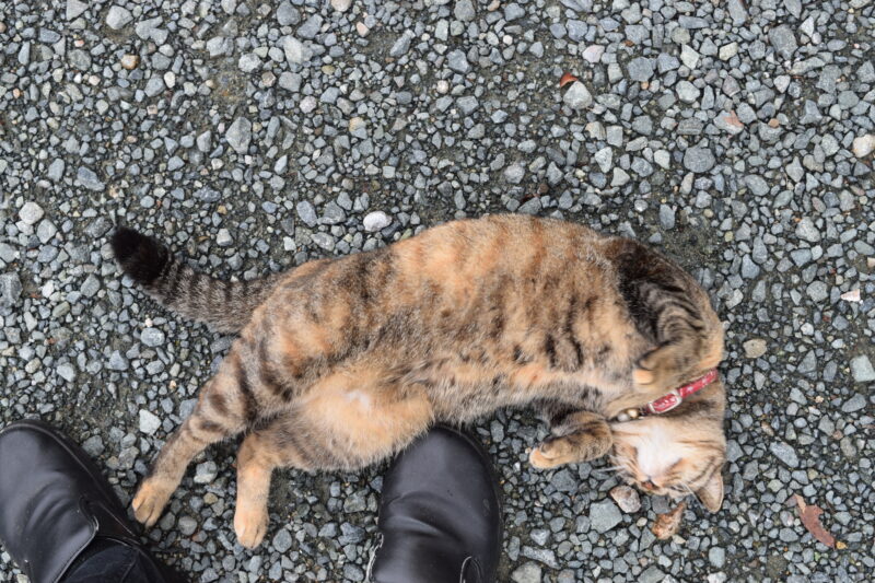 日輪寺_猫1