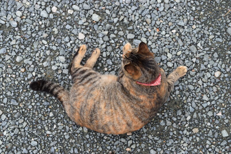日輪寺_猫2
