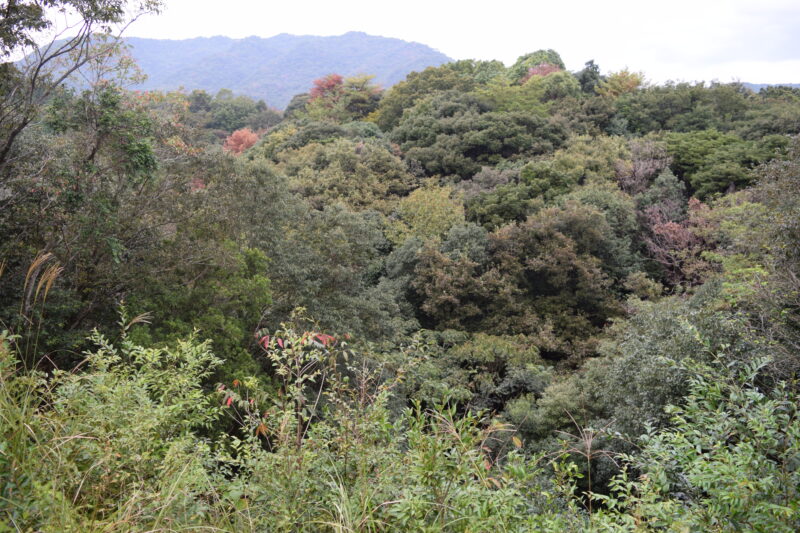 蓮華院誕生寺奥之院_厄皿投の場5