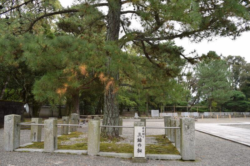 蓮華院誕生寺奥之院_三銘の松