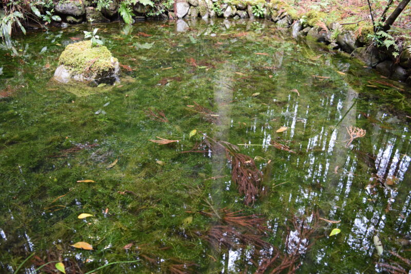 谷水薬師_裏の池2