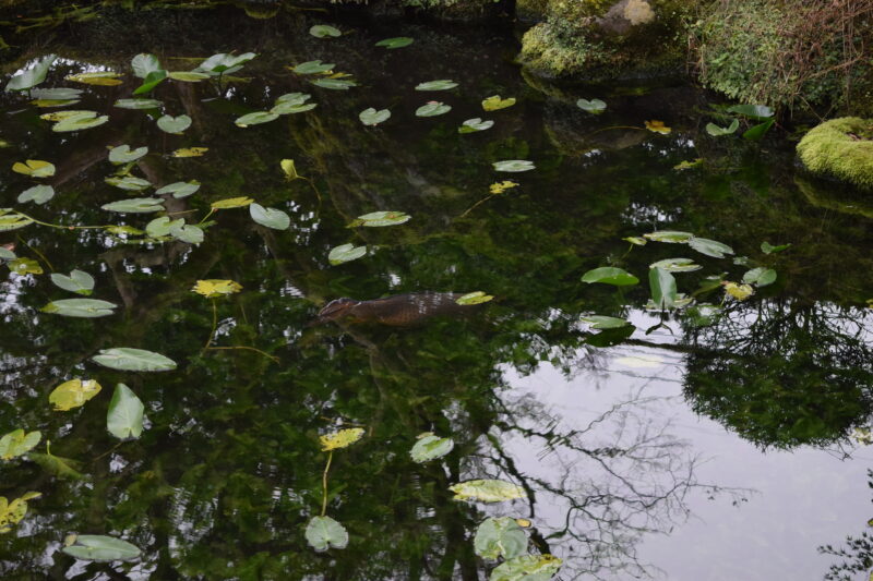 西巌殿寺_境内小池