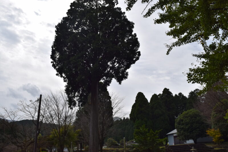 西巌殿寺本堂跡_阿蘇檜2