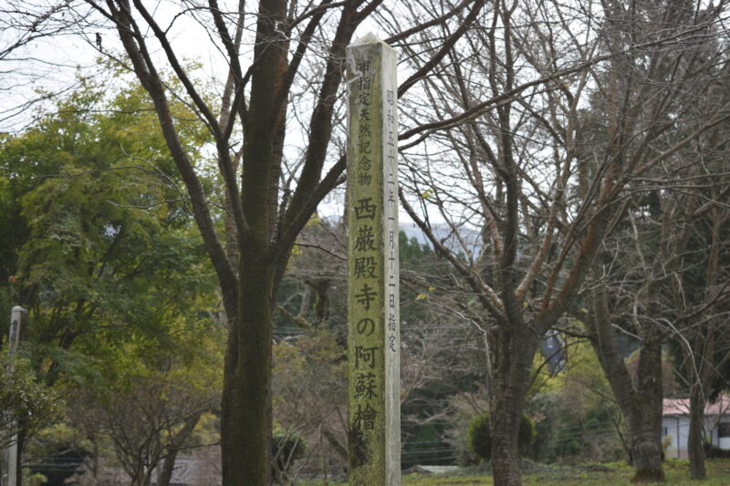 西巌殿寺本堂跡_阿蘇檜1