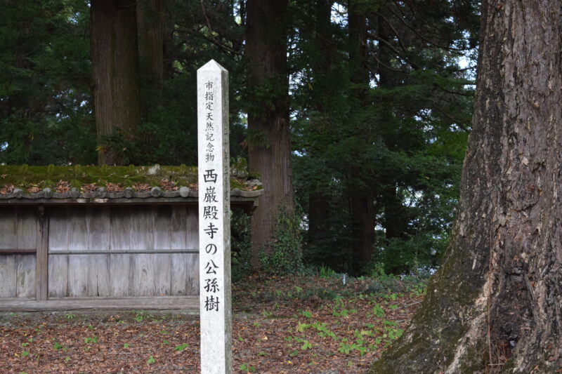 西巌殿寺_公孫樹1