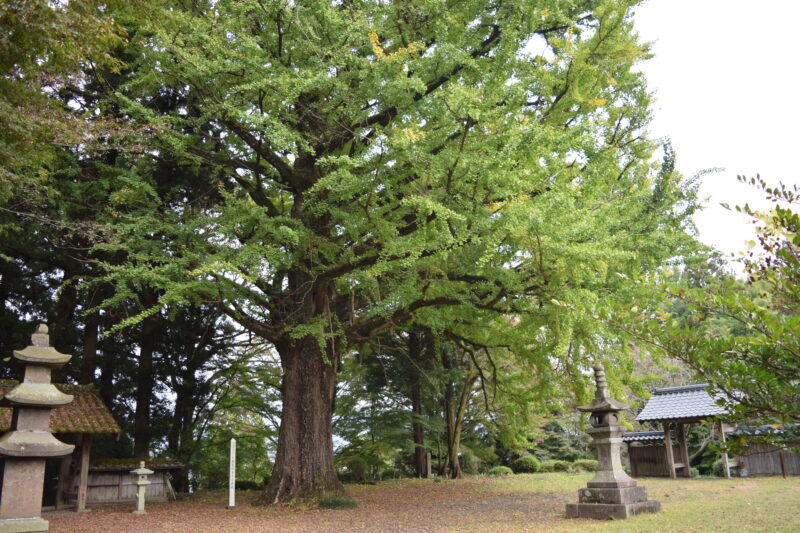 西巌殿寺_公孫樹2
