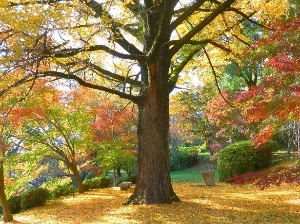 菊池神社・菊池公園の紅葉 - 野へ山へ