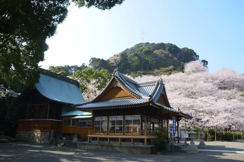 八代市　豊葦原神社（遥拝神社）と遥拝堰付近の桜（2018年）: 熊本の花所