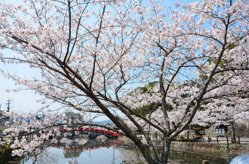 人吉市 青井阿蘇神社の桜 (2018年): 熊本の花所
